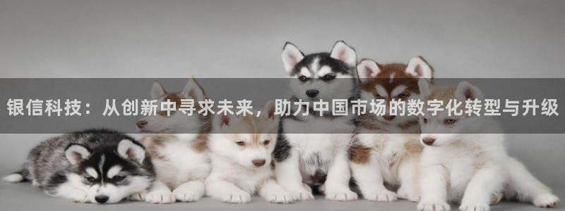 银信科技：从创新中寻求未来，助力中国市场的数字化转型与升级